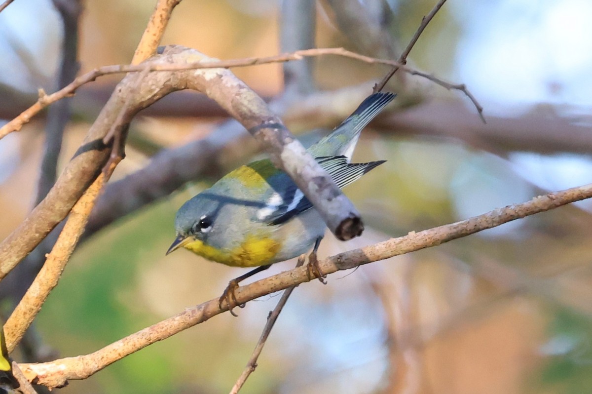 Northern Parula - ML645960490