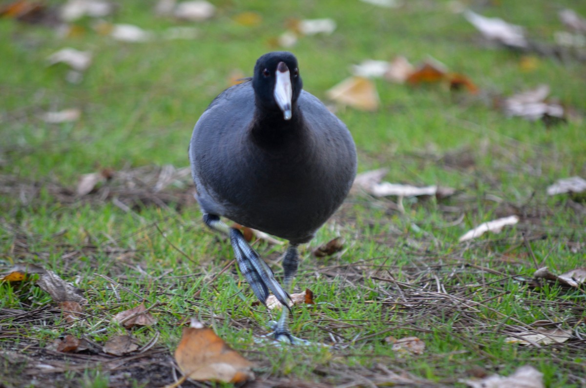 Лиска американська - ML645960500