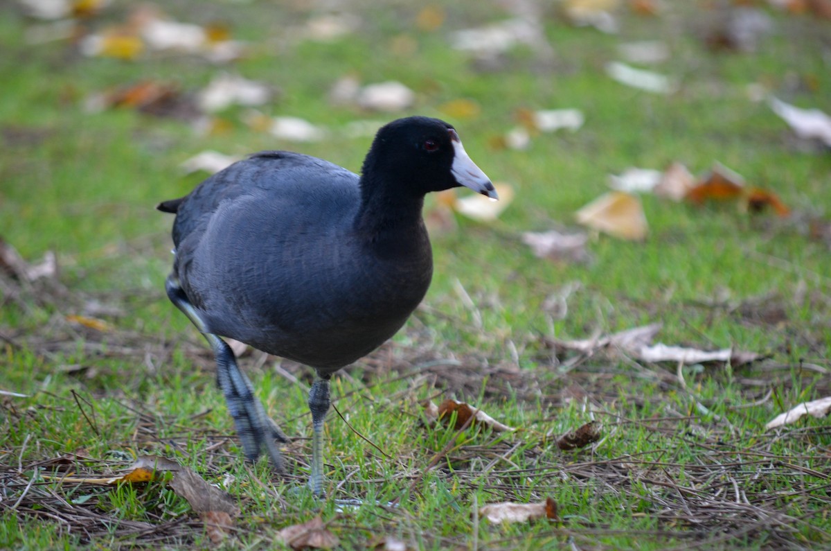 Лиска американська - ML645960502