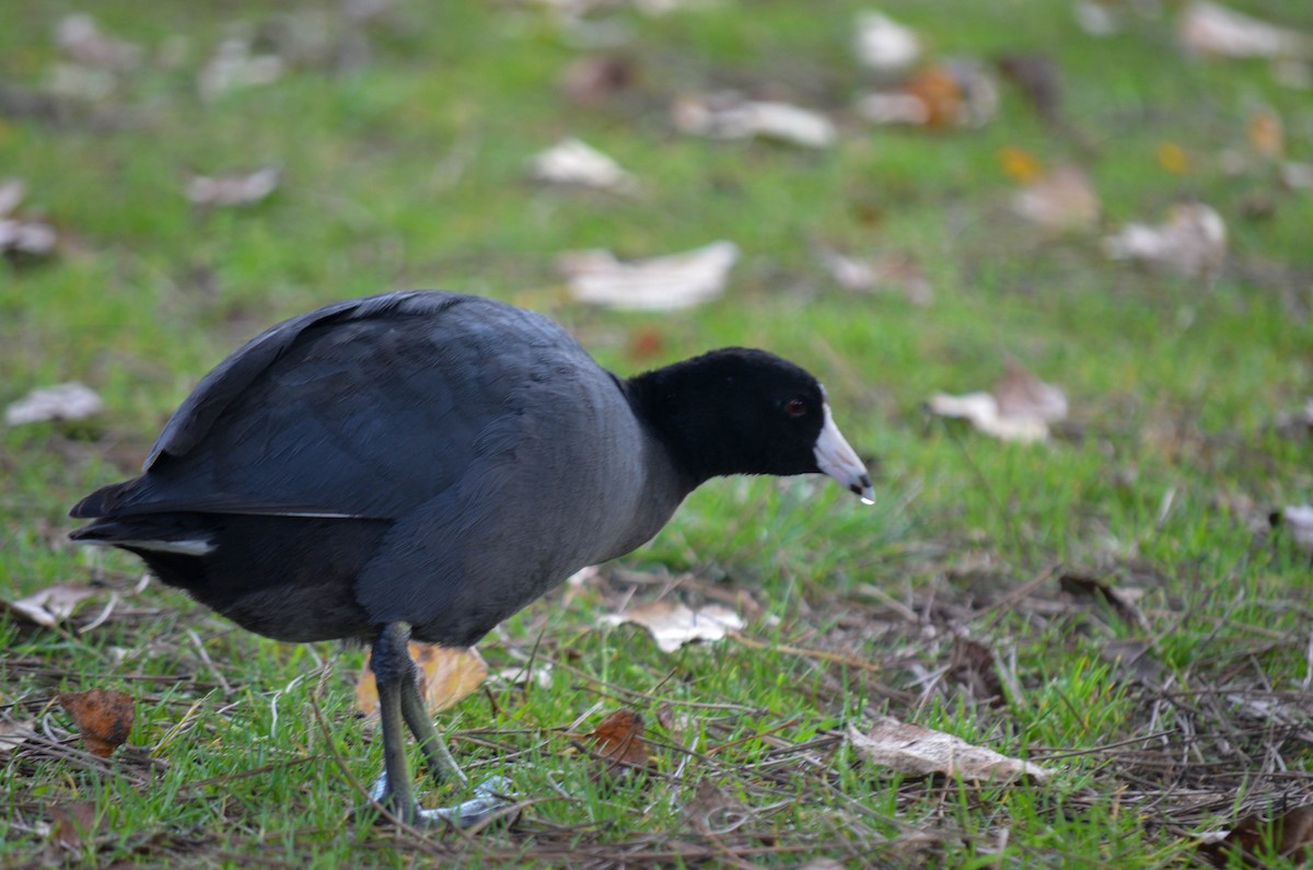 Лиска американська - ML645960503