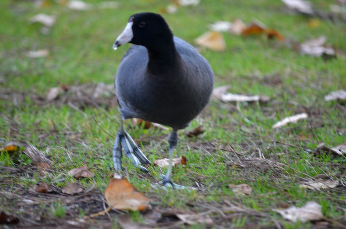 Лиска американська - ML645960506