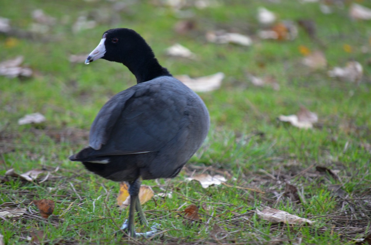 Лиска американська - ML645960507