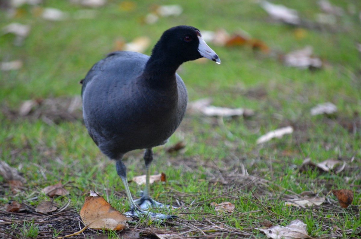 Лиска американська - ML645960512