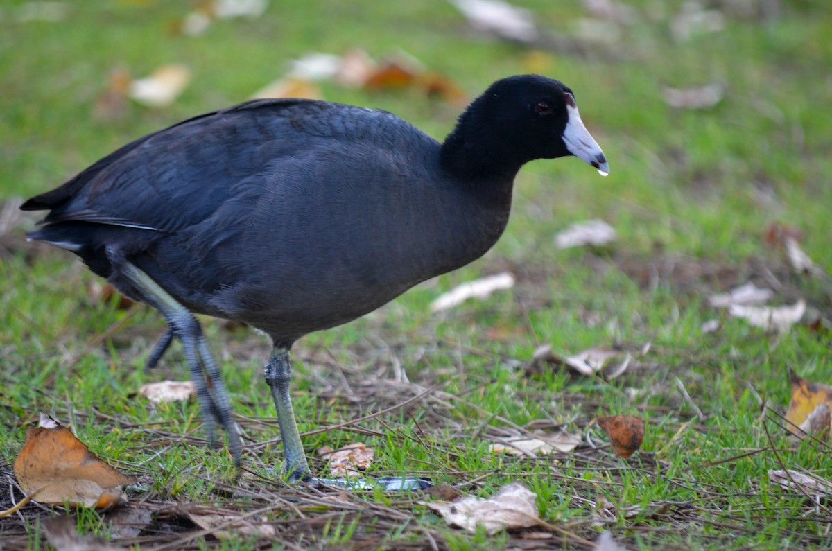 Лиска американська - ML645960513