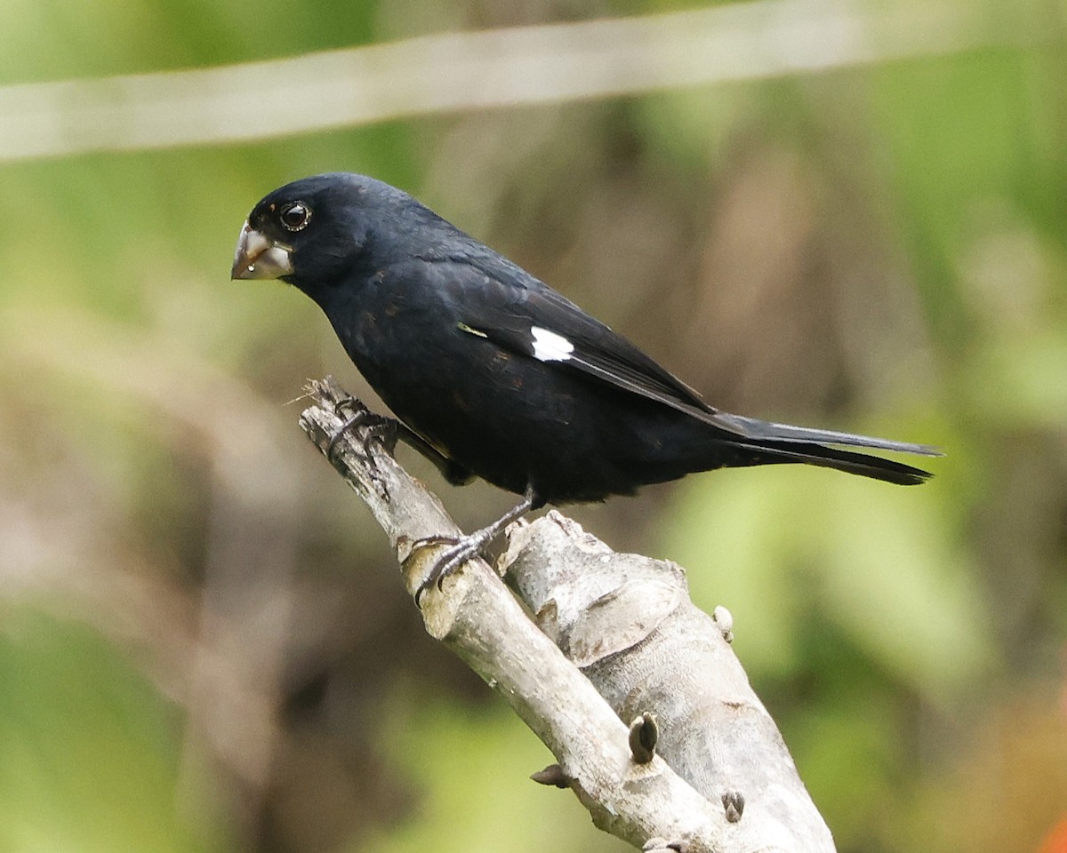 Large-billed Seed-Finch - ML645960520