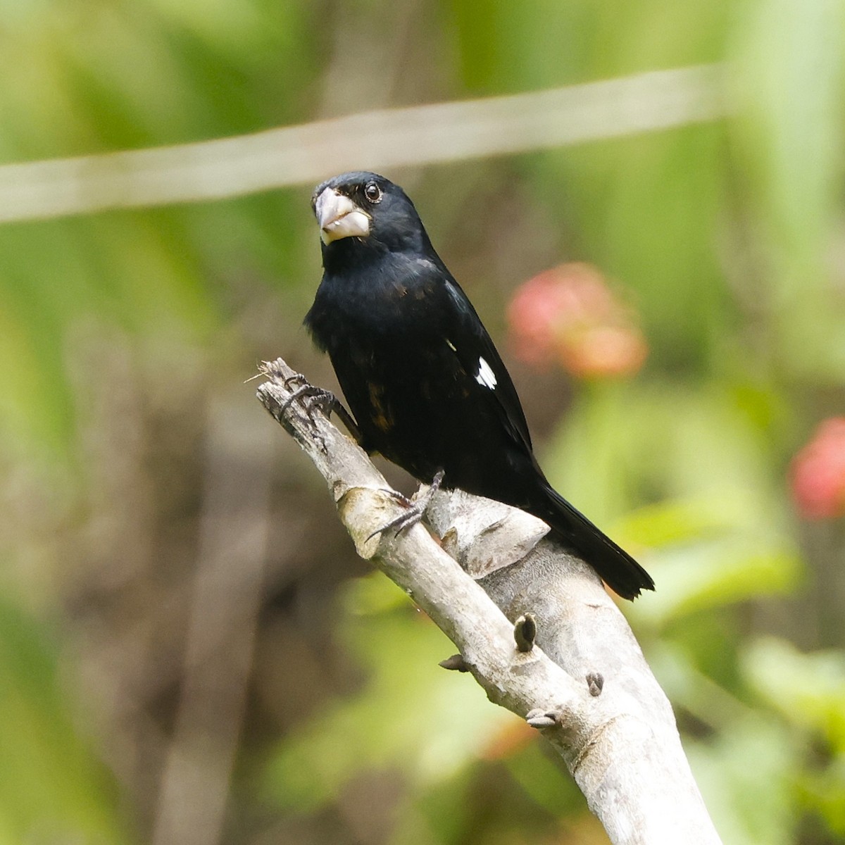 Large-billed Seed-Finch - ML645960521