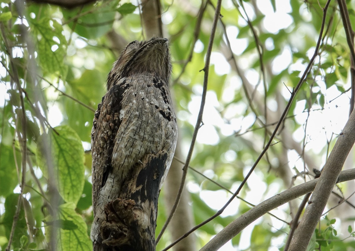 Northern Potoo - ML645960522