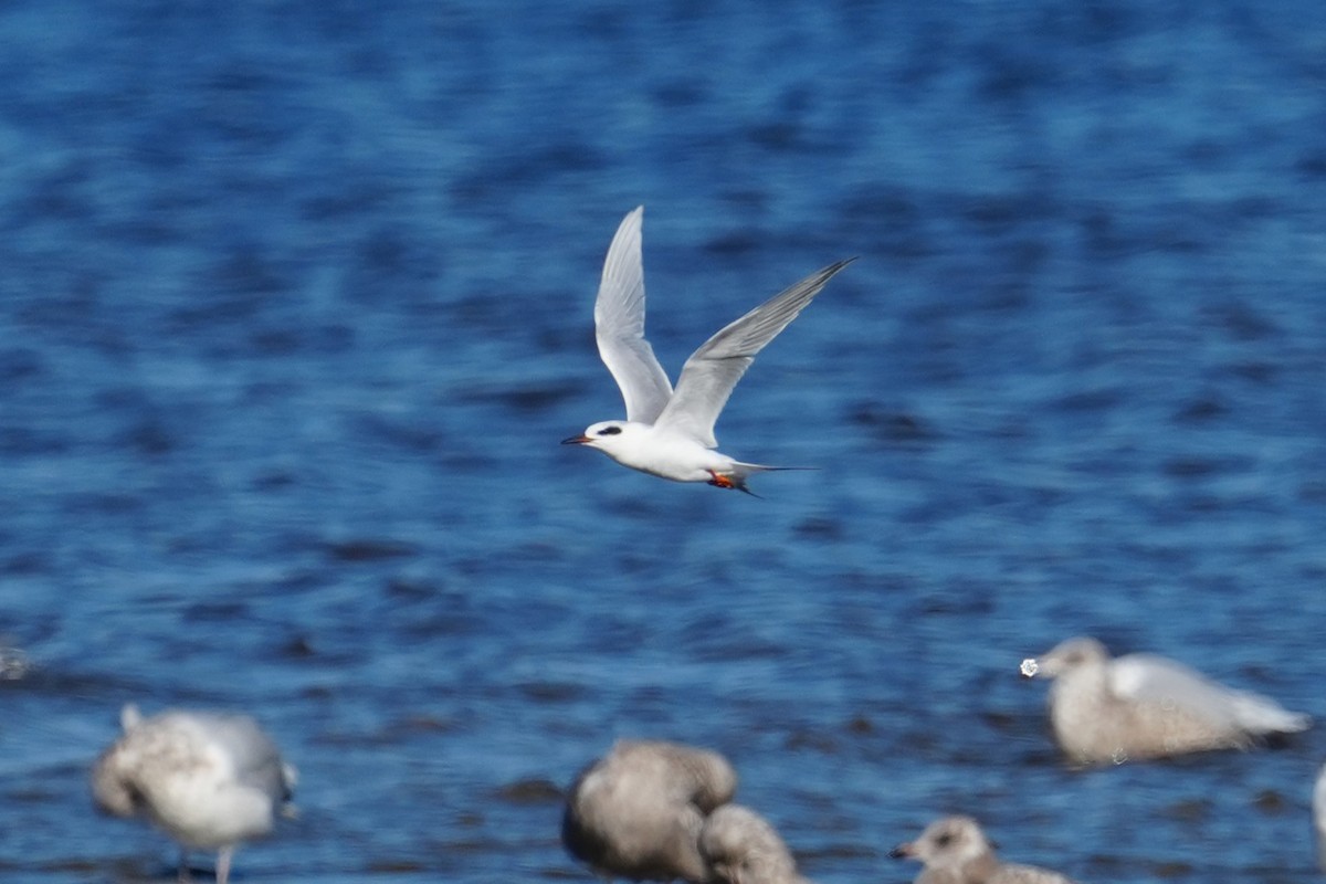 Крячок неоарктичний - ML645960525