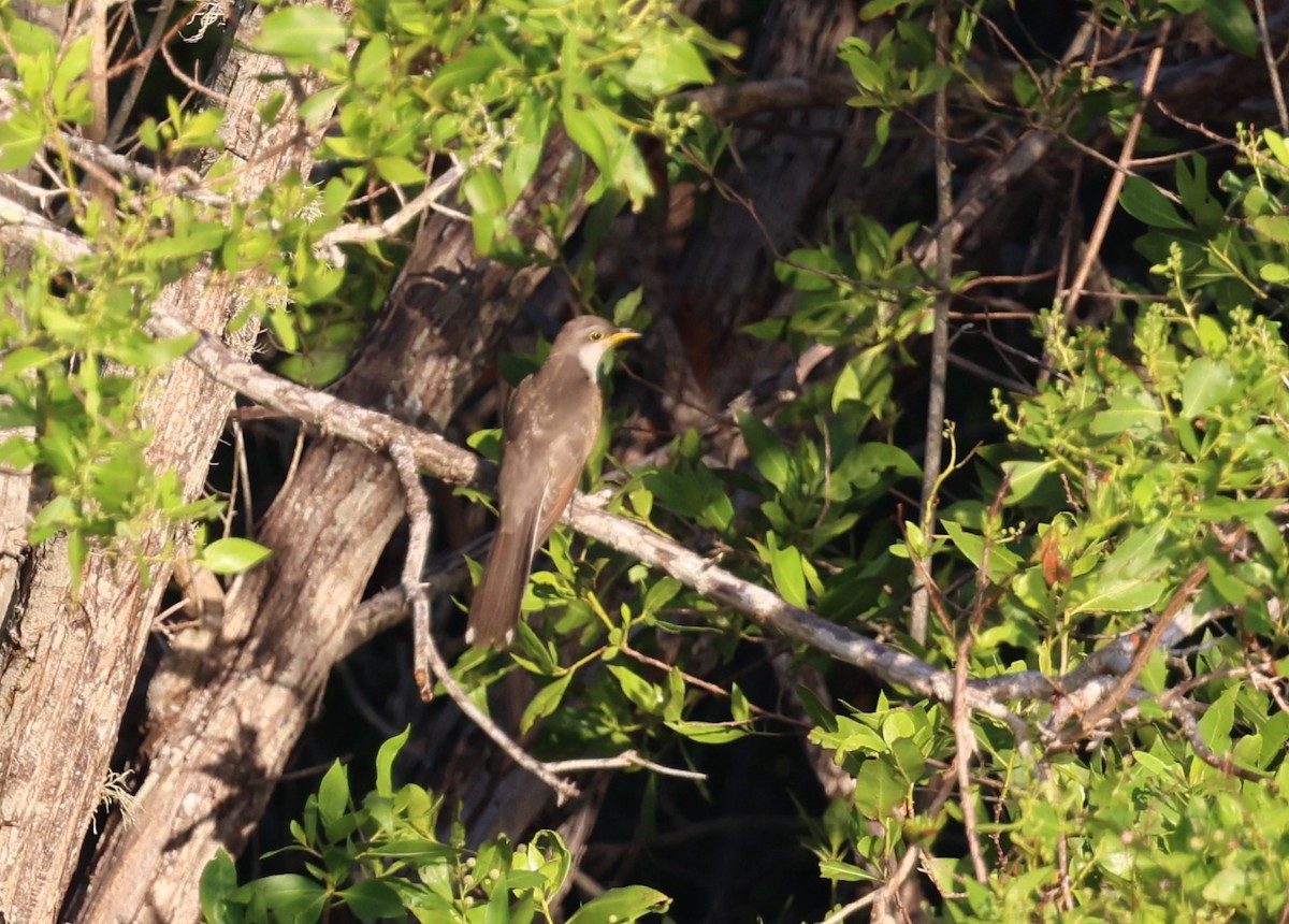 Yellow-billed Cuckoo - ML645960526