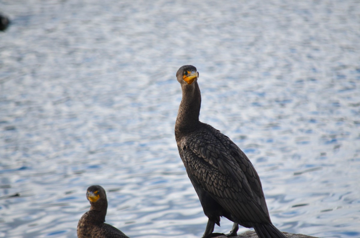 totoppskarv - ML645960542