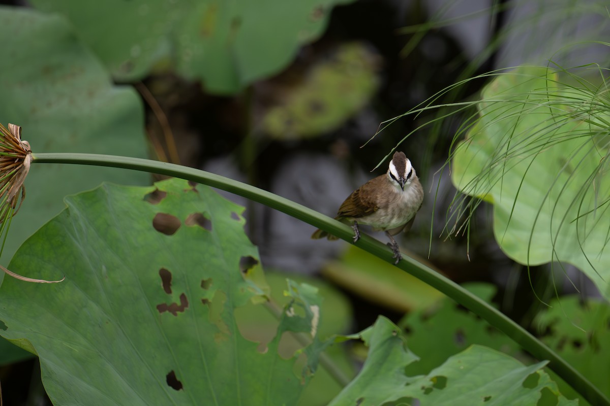 Yellow-vented Bulbul - ML645960558