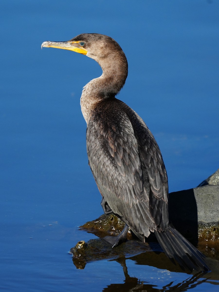 totoppskarv - ML645960560