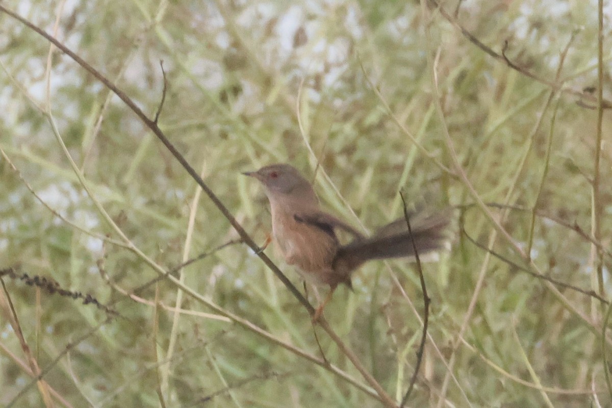 Magnanina comune - ML645960567