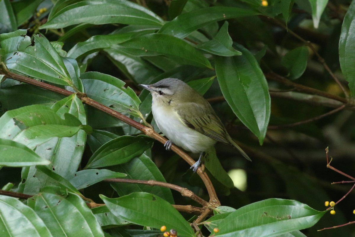 アカメモズモドキ - ML645960571