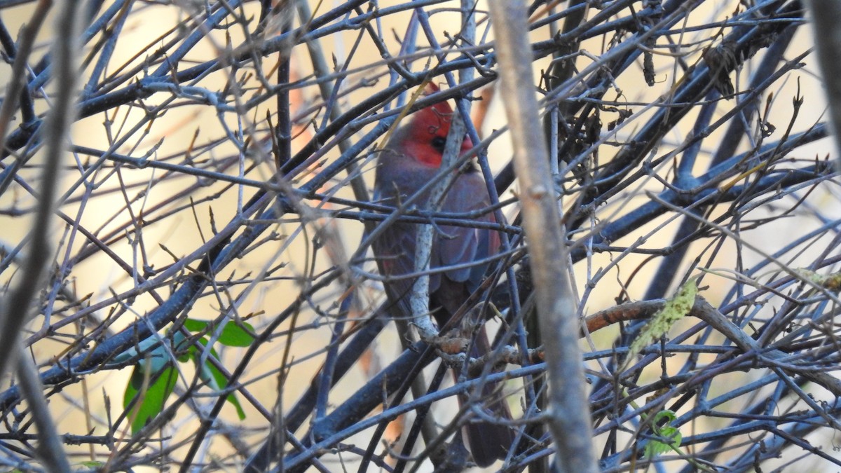 Northern Cardinal - ML645960593