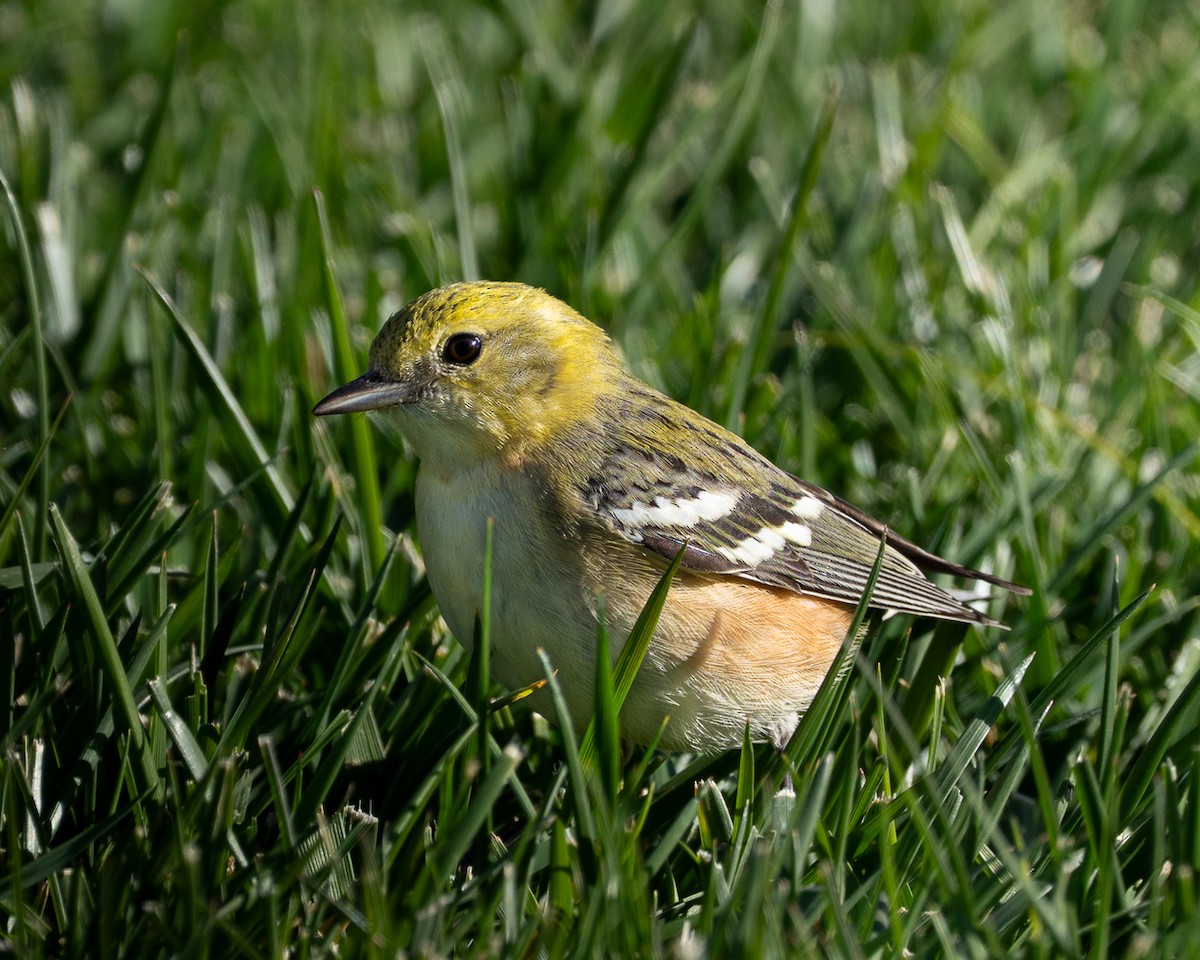 Bay-breasted Warbler - ML645960594