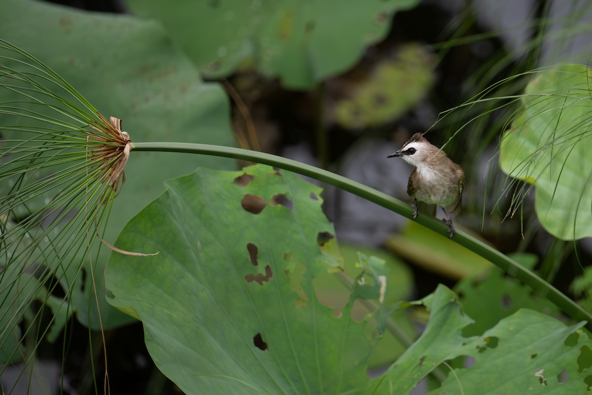 Yellow-vented Bulbul - ML645960597