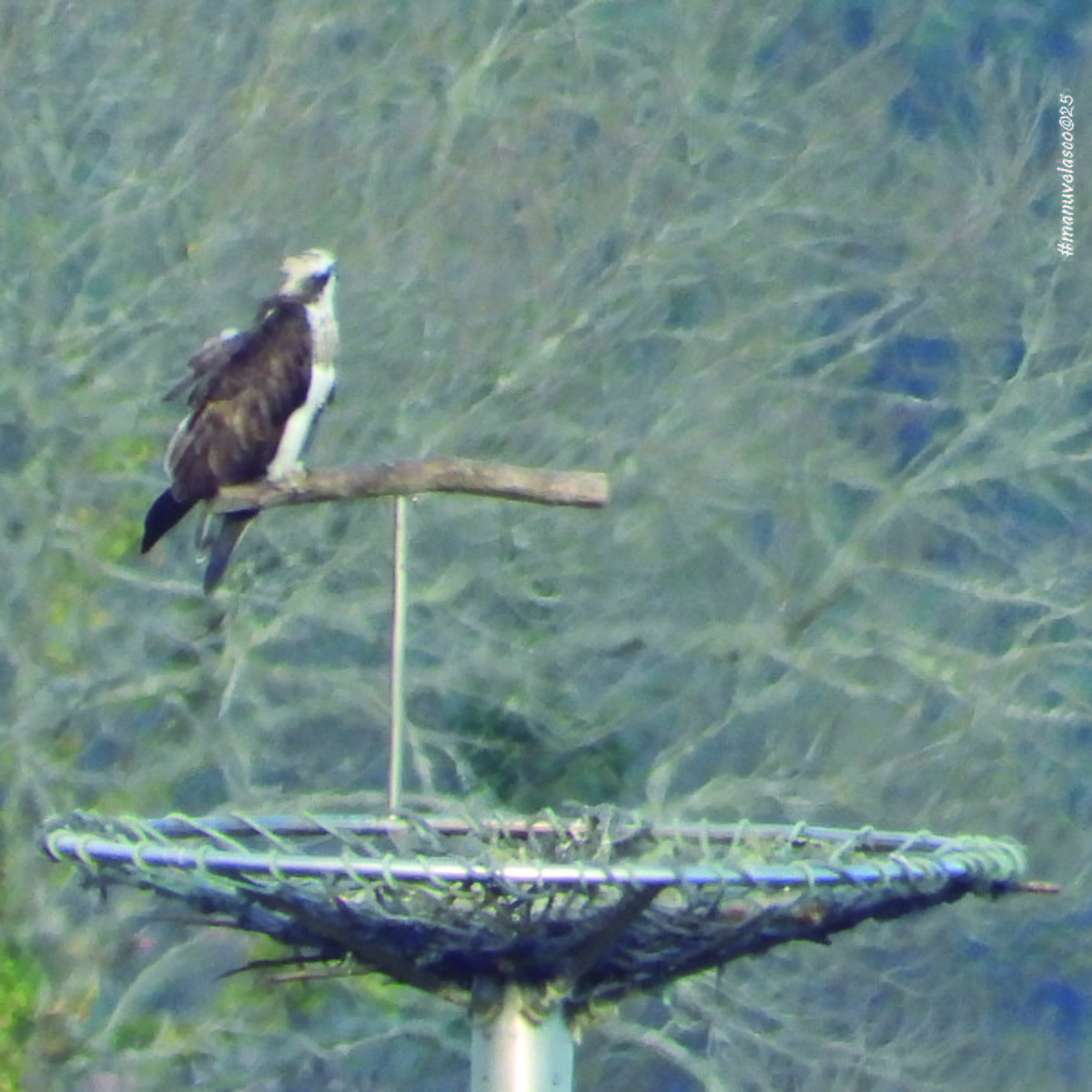 Загасч явлаг - ML645960604