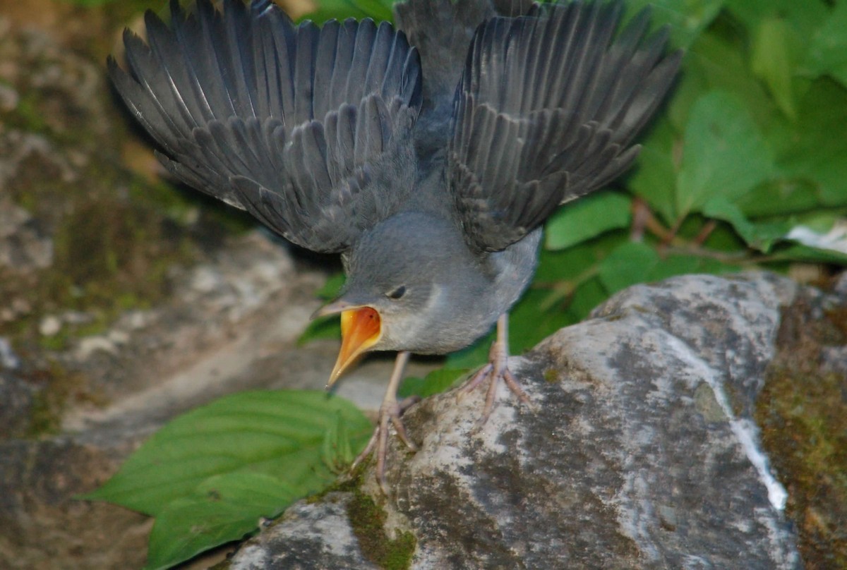 Ur-zozo iparramerikarra - ML645960613