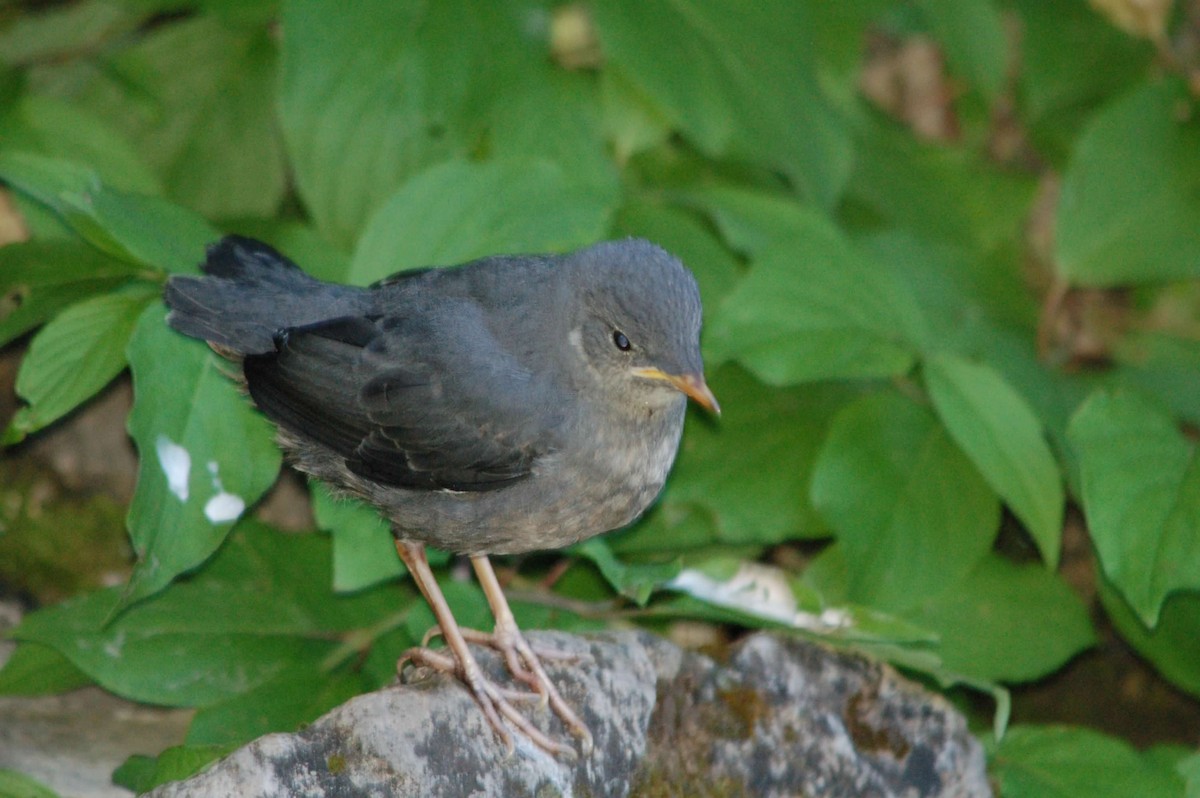 Ur-zozo iparramerikarra - ML645960618