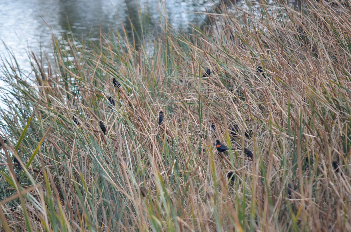 Red-winged Blackbird - ML645960625