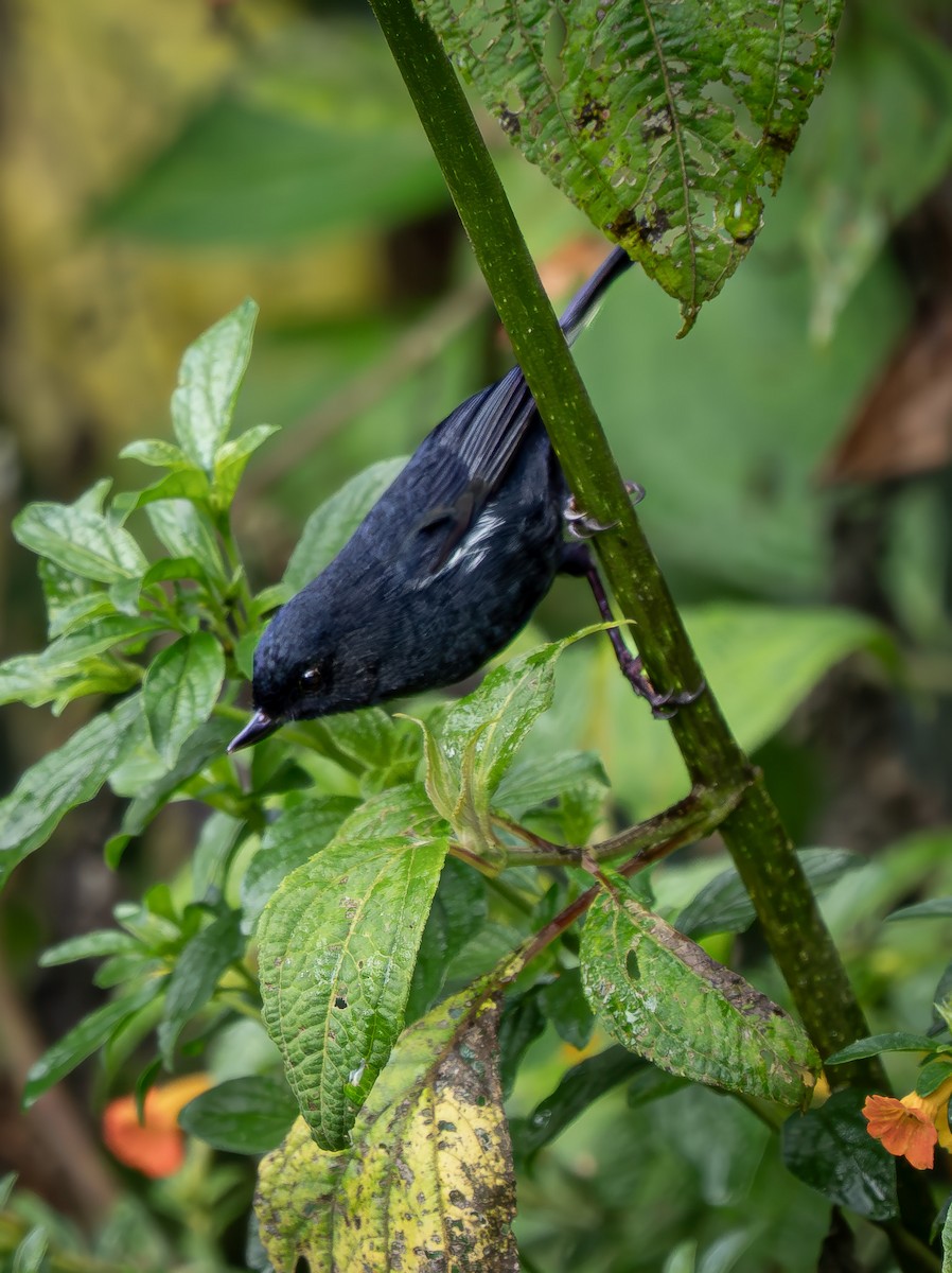 White-sided Flowerpiercer - ML645960638