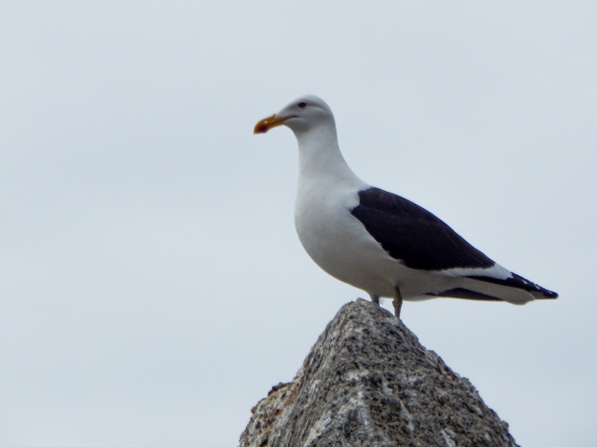 Kelp Gull - ML645960639