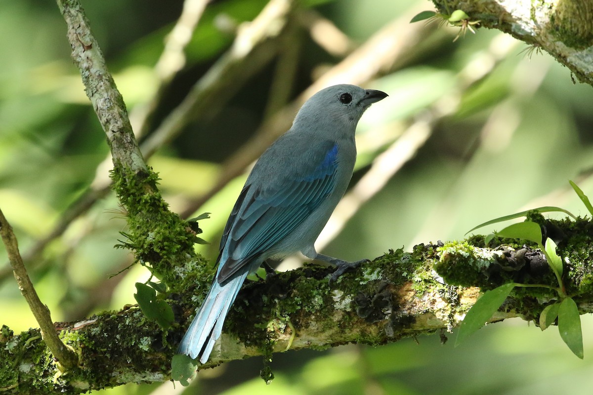 Blue-gray Tanager - ML645960642
