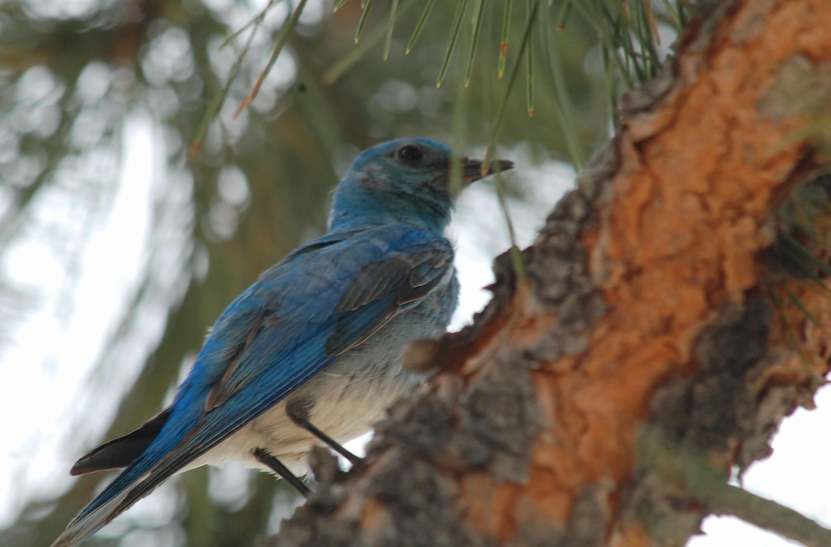 Mountain Bluebird - ML645960647