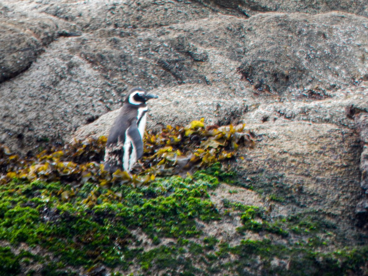Magellanic Penguin - ML645960650