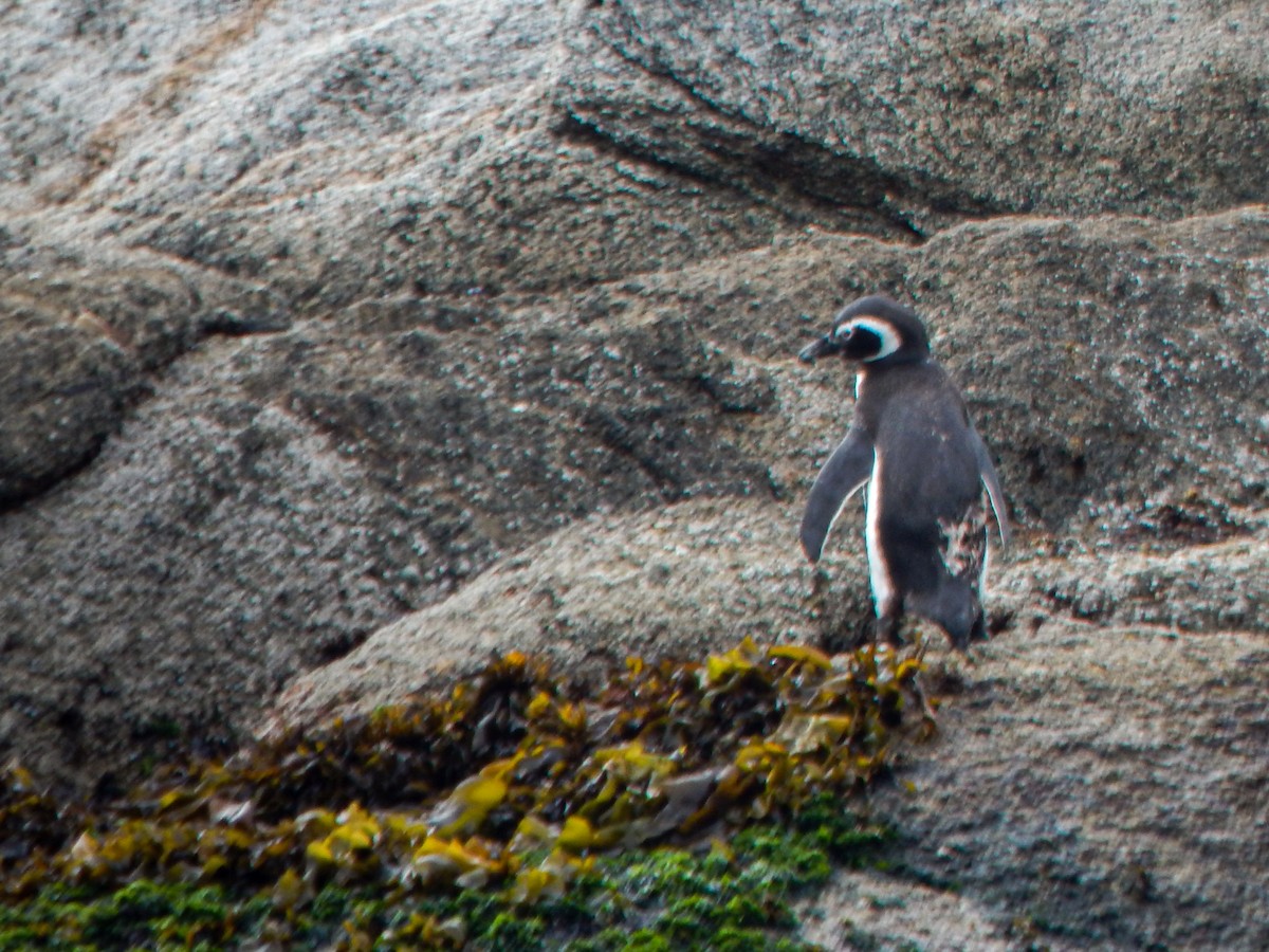 Magellanic Penguin - ML645960651