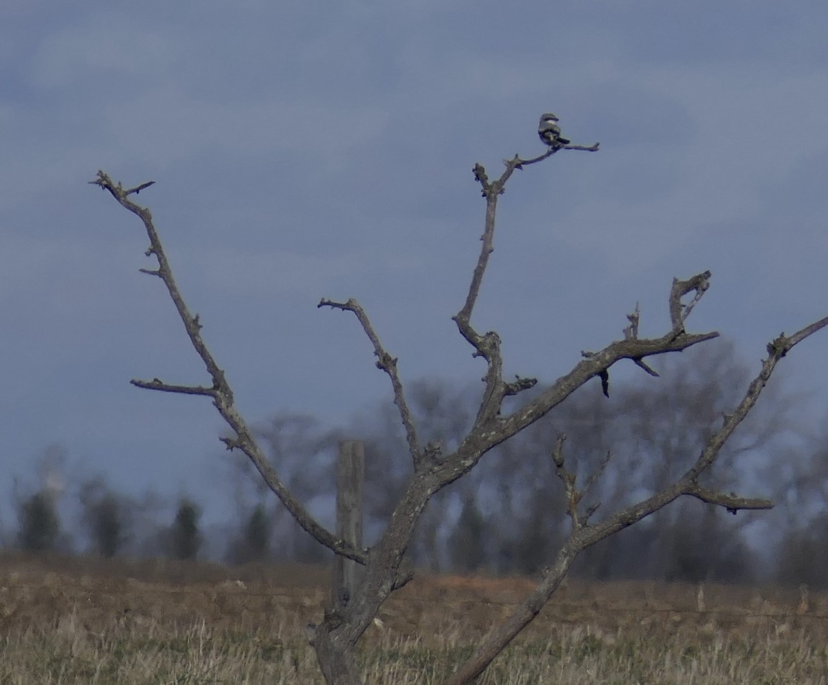 Loggerhead Shrike - ML645960654
