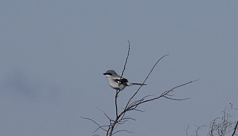 Loggerhead Shrike - ML645960657