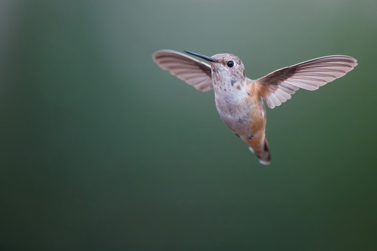 Rufous Hummingbird - ML645960659