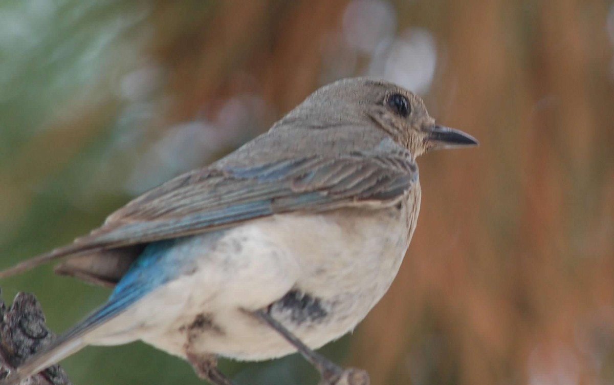 Mountain Bluebird - ML645960663