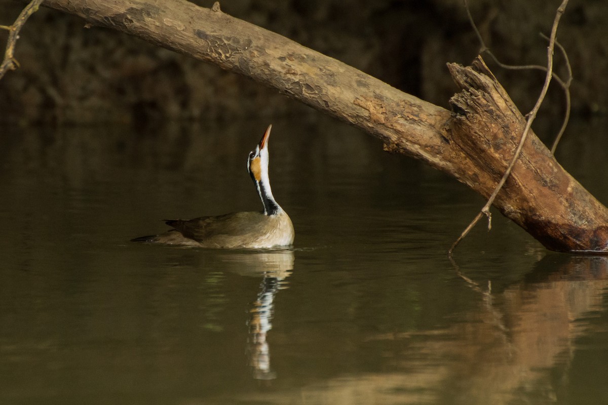 Sungrebe - ML645960669