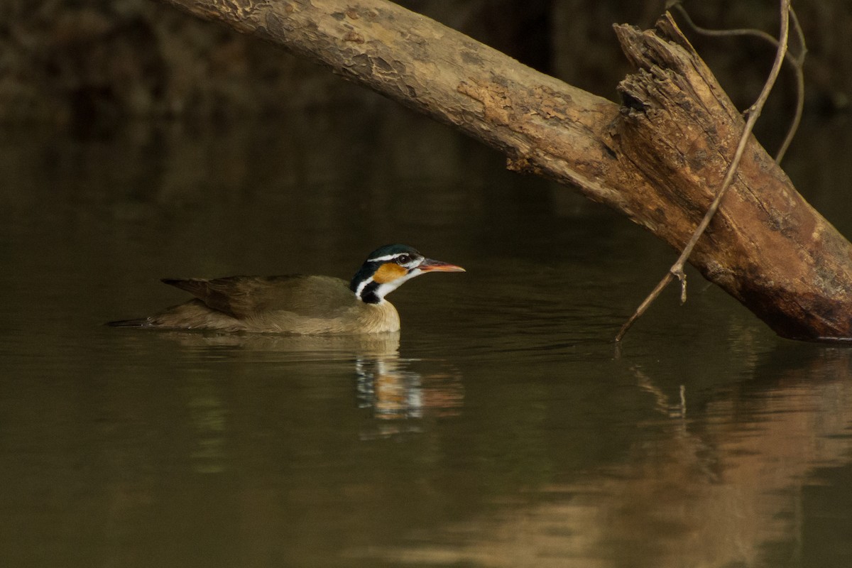 Sungrebe - ML645960670