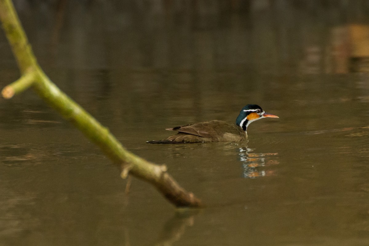 Sungrebe - ML645960674