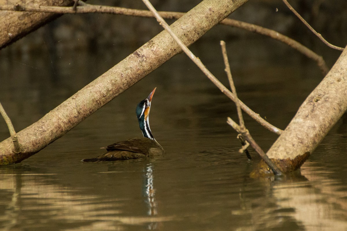 Sungrebe - ML645960677