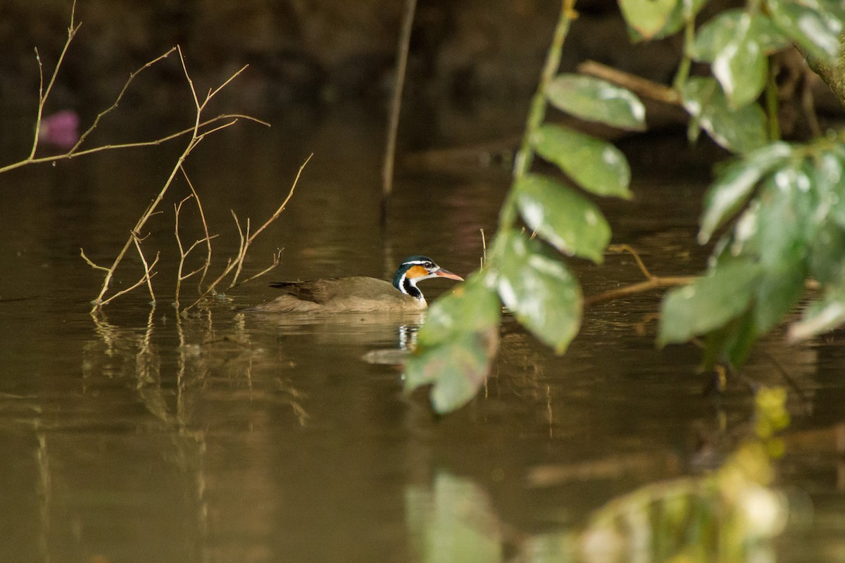 Sungrebe - ML645960678