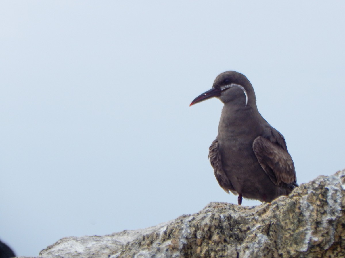 Inca Tern - ML645960695