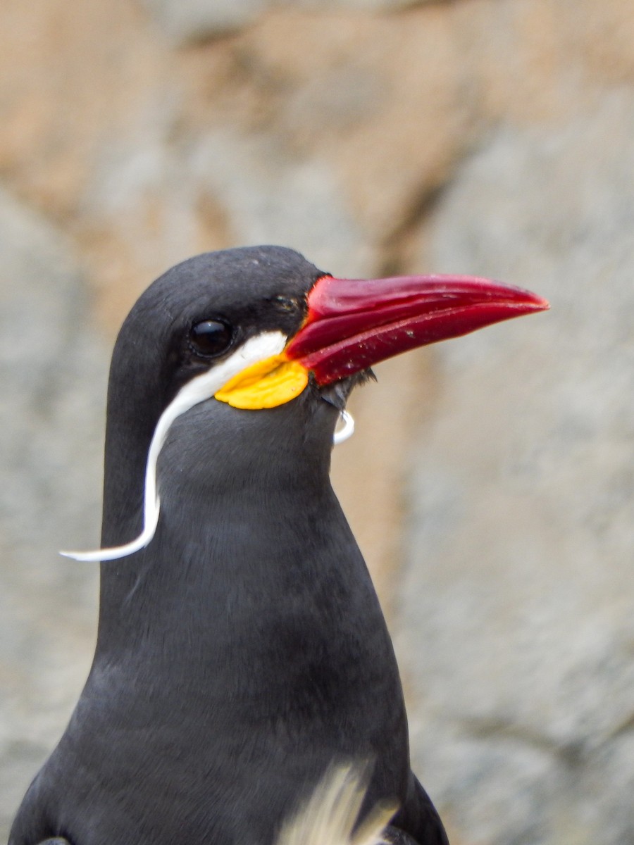 Inca Tern - ML645960696
