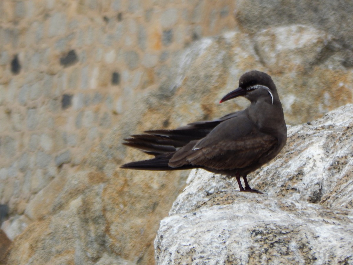 Inca Tern - ML645960697