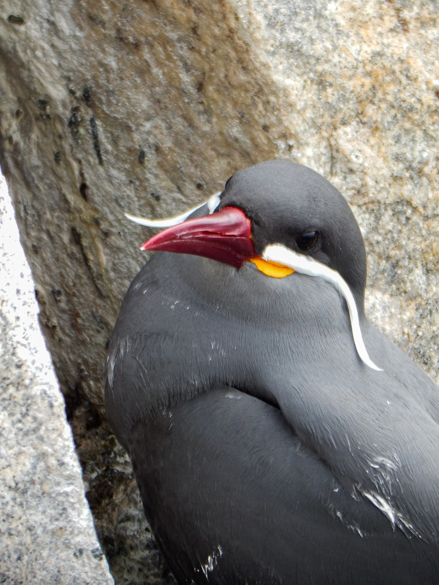 Inca Tern - ML645960698