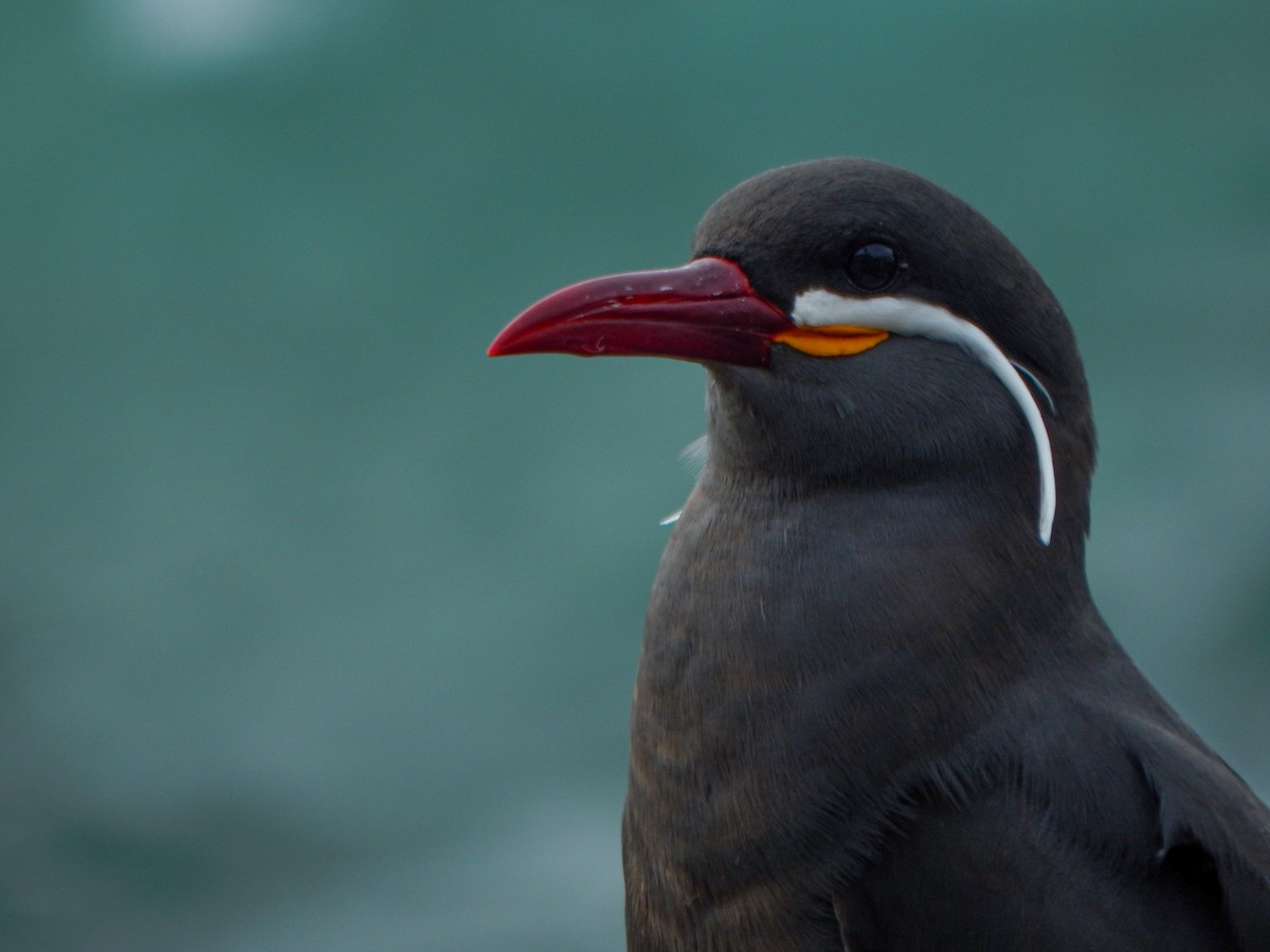 Inca Tern - ML645960699
