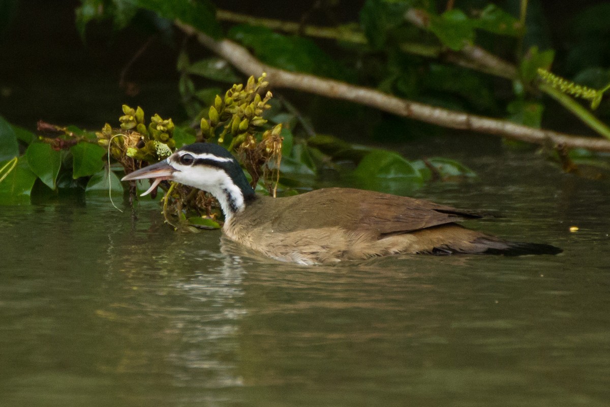Sungrebe - ML645960701