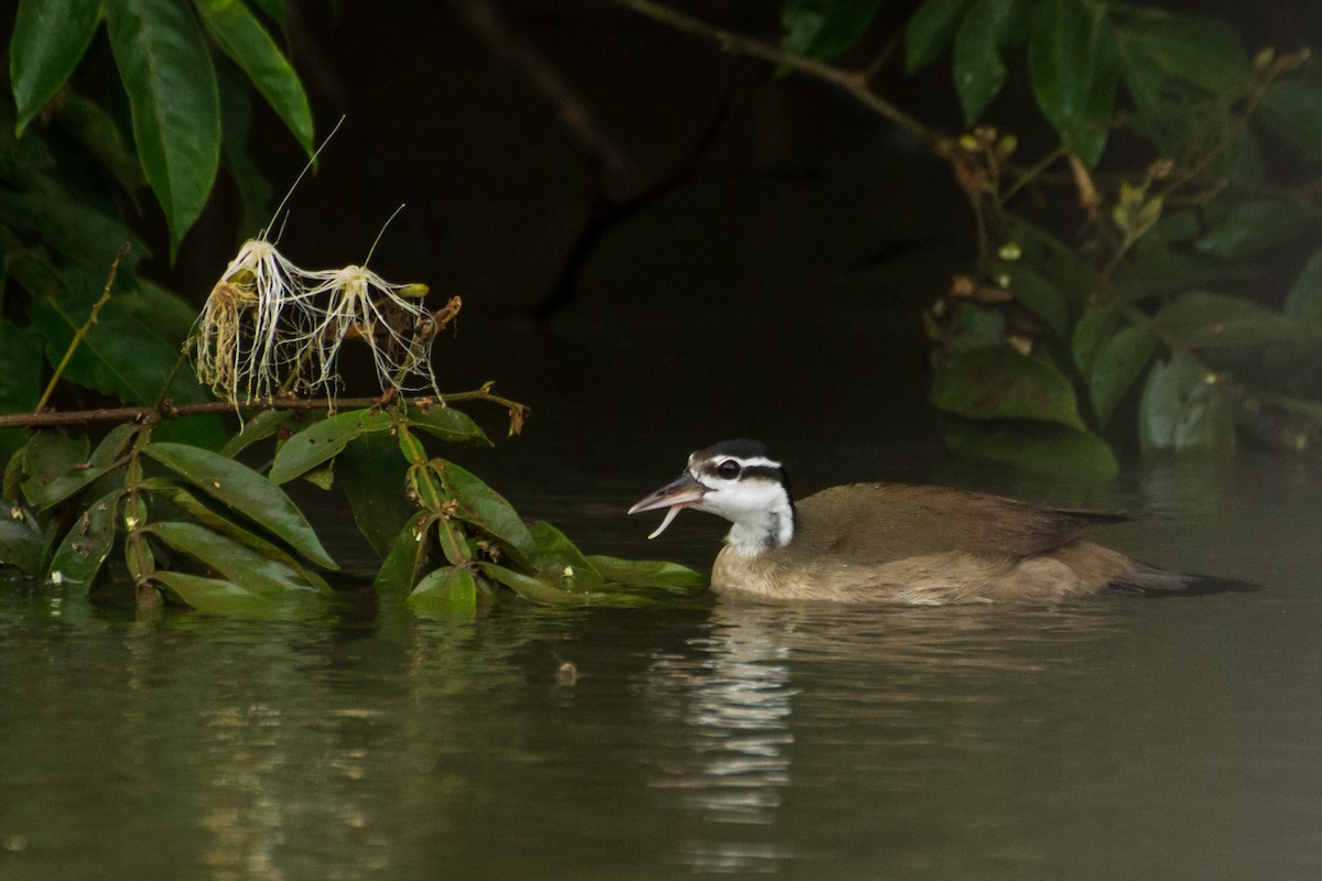 Sungrebe - ML645960702