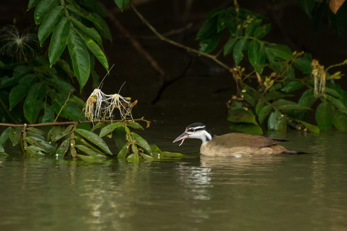 Sungrebe - ML645960703