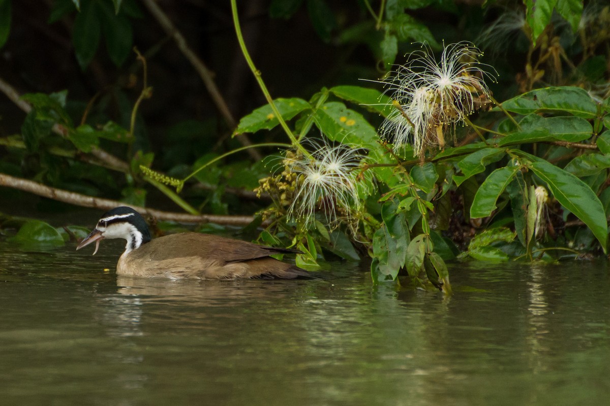 Sungrebe - ML645960704