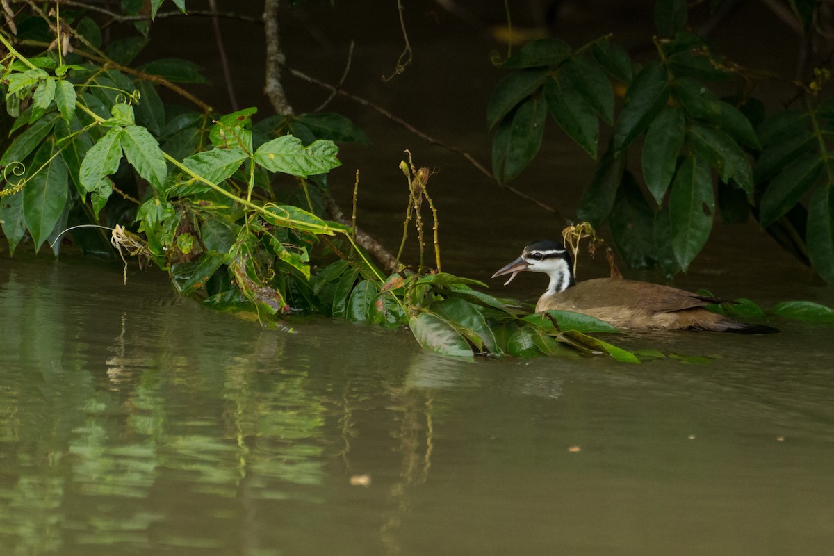 Sungrebe - ML645960705